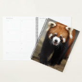 Panda rouge (Devant avec enveloppe)