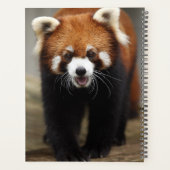 Panda rouge (Dos)