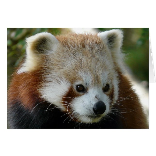 Panda rouge (Devant horizontal)