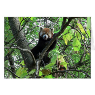 Panda rouge