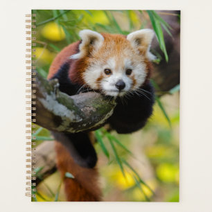 Panda rouge
