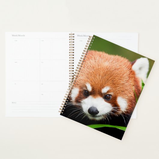 Panda roux mignon (Devant avec enveloppe)