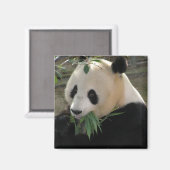 Panda Sereniteit Magneet (Voorkant / Achterkant)