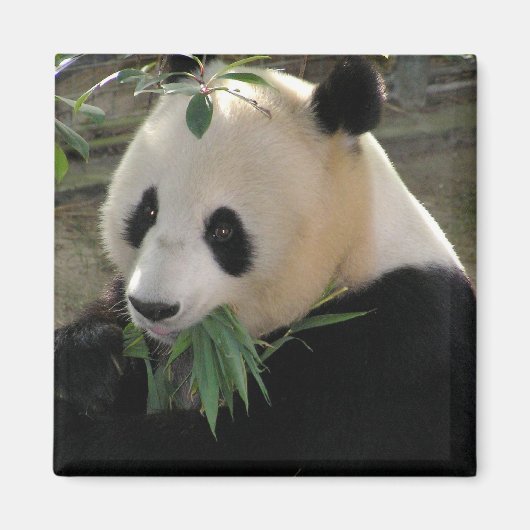 Panda Sereniteit Magneet (Voorkant)