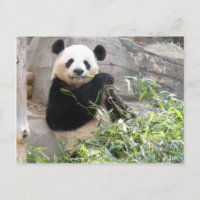 Panda Snack