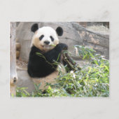 Panda Snack Briefkaart (Voorkant)