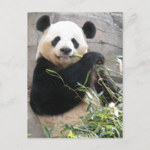 Panda Snack Briefkaart