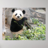 Panda Snack Poster (Voorkant)