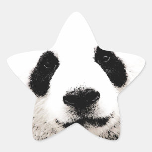 Panda Ster Sticker