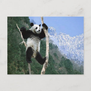 Panda stuck in Tree Briefkaart