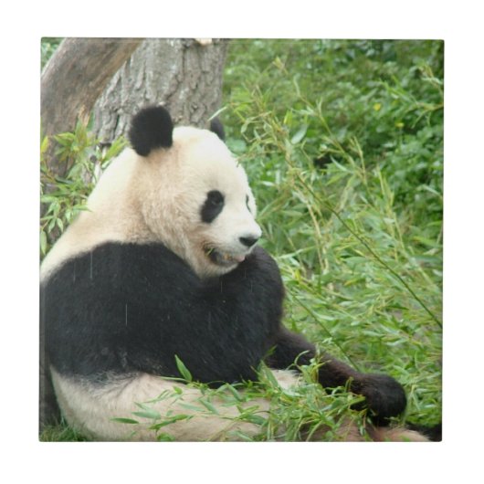 Panda Tile Tegeltje (Voorkant)