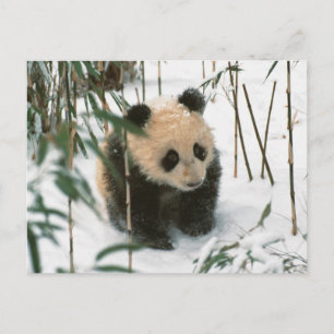 Panda welp in de sneeuw, Wolong, Sichuan, China 2 Briefkaart