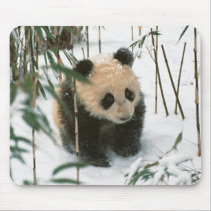 Panda welp in de sneeuw, Wolong, Sichuan, China Muismat