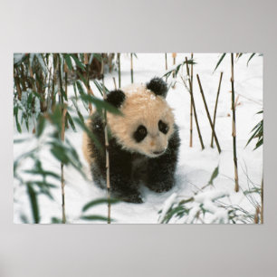 Panda welp in de sneeuw, Wolong, Sichuan, China Poster