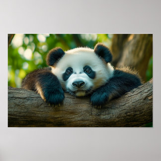 Panda  Wilde Dierenportret In Een Natuurlijke Omge Poster