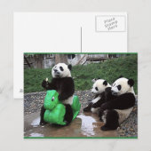 pandabier briefkaart (Voorkant / Achterkant)