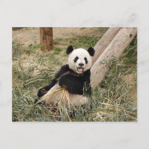 PandaM001 Briefkaart