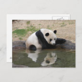 PandaM008 Briefkaart (Voorkant / Achterkant)