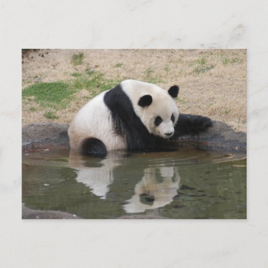 PandaM008 Briefkaart (Voorkant)