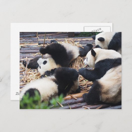Panda's, Chengdu, het Briefkaart van China (Voorkant / Achterkant)