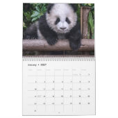 Pandas de la Chine, calendrier mural 2019 (Jan 2027)