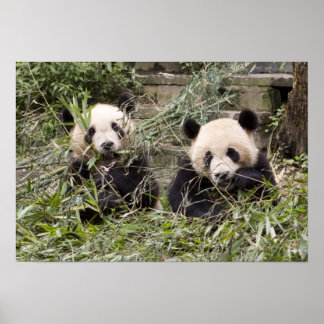 Pandas eet Bamboe! Poster