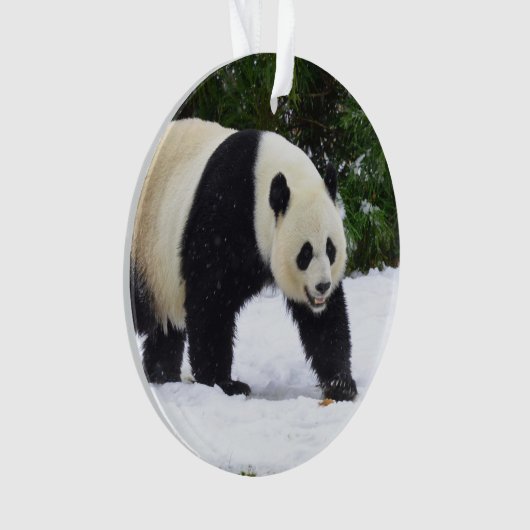 Pandas géants de Smithsonien | dans la neige (devant)