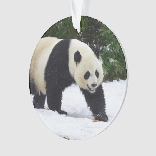 Pandas géants de Smithsonien | dans la neige (devant)