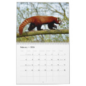 pandas géants variés et calendrier des pandas roug (Feb 2026)