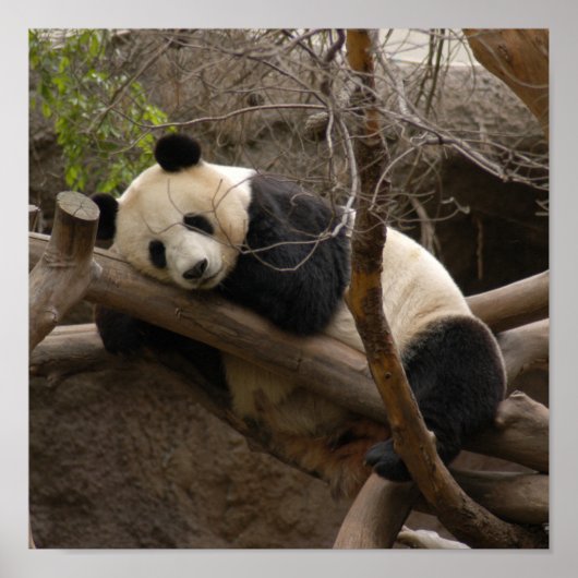PandaSD003 Poster (Voorkant)