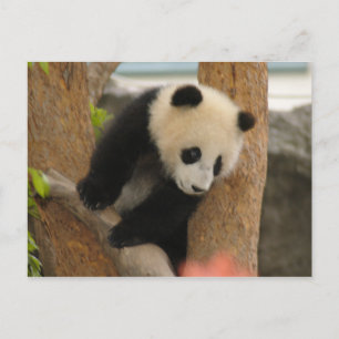 PandaSD009 Briefkaart