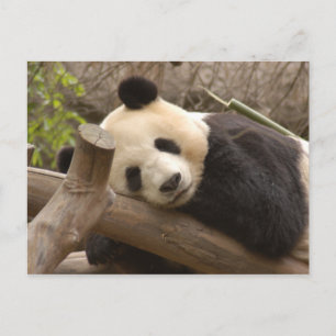 PandaSD010 Briefkaart