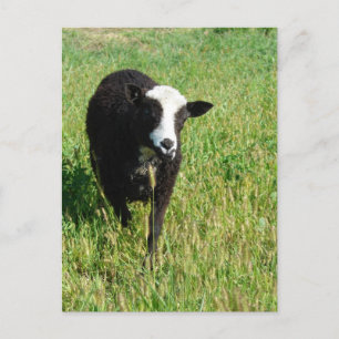 Pandi Briefkaart