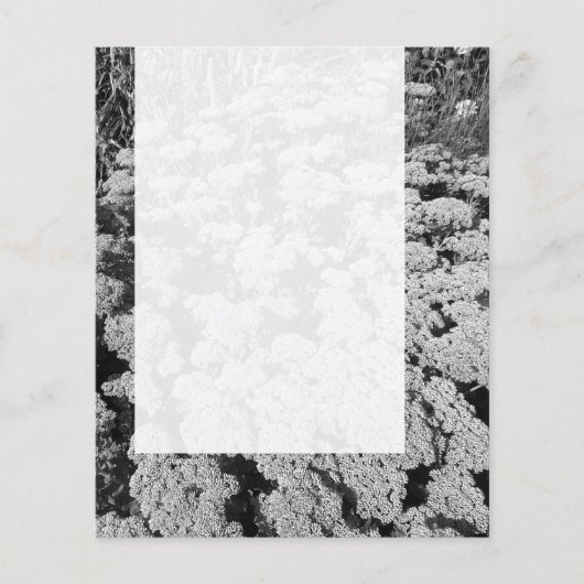 Panel 0109 - Sedum "Autumn Joy" (B&W) Flyer (Voorkant)