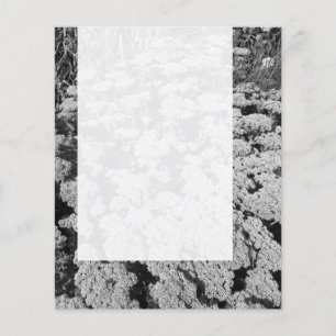 Panel 0109 - Sedum "Autumn Joy" (B&W) Flyer