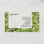 Panel - Sedum (herfst Joy) Visitekaartje (Achterkant)