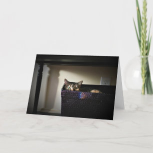 Panier de chat, carte