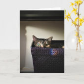 Panier de chat, carte (Fleur jaune)