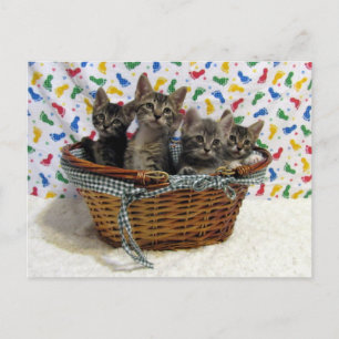 Panier de chats Tabby - Carte postale