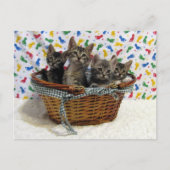 Panier de chats Tabby - Carte postale (Devant)