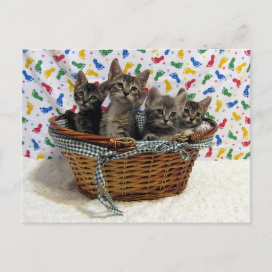 Panier de chats Tabby - Carte postale (Devant)