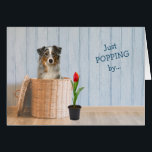 Panier en osier pour chien berger australien Anniv<br><div class="desc">L'avant de cette carte de voeux d'anniversaire amusante a une image délicieuse d'un merle bleu australien Shepherd Dog dans un panier en osier. À côté du panier se trouve une seule tulipe rouge dans un pot. Le texte bleu personnalisable dit "Just POPPING by... " L'intérieur de la carte finit le...</div>