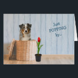 Panier en osier pour chien berger australien Anniv<br><div class="desc">L'avant de cette carte de voeux d'anniversaire amusante a une image délicieuse d'un merle bleu australien Shepherd Dog dans un panier en osier. À côté du panier se trouve une seule tulipe rouge dans un pot. Le texte bleu personnalisable dit "Just POPPING by... " L'intérieur de la carte finit le...</div>