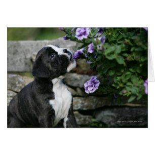 Panne de chien de boîte