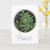 Panneau de Paix Plante Tomate Heirloom Cartes de V (Fleur jaune)