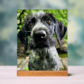 Panneau en acrylique de chiot Pointer à poil dur a (Neutre)