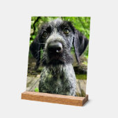 Panneau en acrylique de chiot Pointer à poil dur a (Angle)