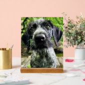 Panneau en acrylique de chiot Pointer à poil dur a (Mariage)
