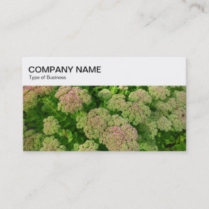 Panneau supérieur - Carte de visite Sedum