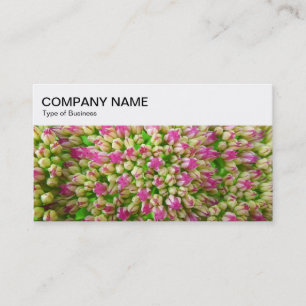 Panneau supérieur - Carte de visite Sedum